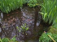 Gartenteich  Pentax K-1, HD Pentax - D FA  2.8/24-70 ED SDM WR  - 29.03.2024 -