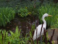 Der Reiher am Teich  Pentax K-1, HD Pentax - D FA  2.8/24-70 ED SDM WR  - 29.03.2024 -