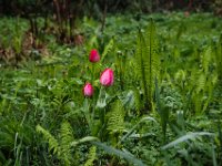 Tulpen im Farn  Pentax K-1, HD Pentax - D FA  2.8/24-70 ED SDM WR  - 29.03.2024 -