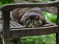 Struppi auf der Gartenbank  Pentax K1, HD PENTAX - SMC PENTAX-FA 1.8/77 Limited -06.06-.2024 -