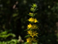 Goldfelberich  Pentax K1, HD PENTAX - D FA* 1.4/50 SDM AW  - 27.06.2024 -