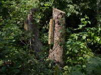 Insektenhotel  Pentax K1, HD PENTAX - D FA* 1.4/50 SDM AW  - 27.06.2024 -