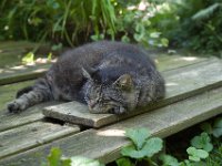 Struppi ganz entspannt  Pentax K1, HD PENTAX - HD PENTAX - D FA 2.8/24-70 ED SDM WR  - 29.07.2024 -