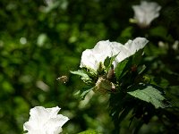 Biene im Anflug  Pentax K1, HD PENTAX - HD PENTAX - D FA 2.8/24-70 ED SDM WR  - 29.07.2024 -