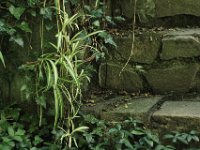 Die Treppe im Garten  PENTAX K1, HD PENTAX - D FA* 1.4/50 SDM AW  - 28.08.2024 -