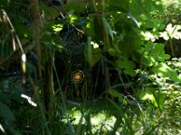 Die Sonne im Garten  PENTAX K1, HD PENTAX - D FA* 1.4/50 SDM AW  - 28.08.2024 -