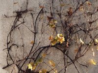 Weinstock  Pentax K1, SMC PENTAX-FA 1.9/43 Limited  - 18.10.2024 -