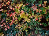 Herbst  Pentax K1, SMC PENTAX-FA 1.9/43 Limited  - 18.10.2024 -