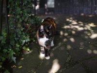 Coco  Pentax K1, SMC PENTAX-FA 1.9/43 Limited  - 18.10.2024 -