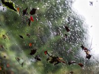 Regen auf der Fensterscheibe  Pentax K1, HD PENTAX - D FA* 1.4/50 SDM AW  - 27.10.2024 -