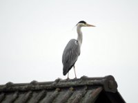 Reiher auf dem Dach  Pentax K01 & Sigma Mirror 8.0/600 - Freihand Aufnahme - : Dach, Erlenstraße, Reiher, Vogel