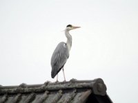 Reiher auf dem Dach  Pentax K01 & Sigma Mirror 8.0/600 - Freihand Aufnahme - : Dach, Erlenstraße, Reiher, Vogel