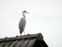 Reiher auf dem Dach  Pentax K01 & Sigma Mirror 8.0/600 - Freihand Aufnahme - : Dach, Erlenstraße, Reiher, Vogel