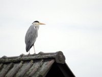 Reiher auf dem Dach  Pentax K01 & Sigma Mirror 8.0/600 - Freihand Aufnahme - : Dach, Erlenstraße, Reiher, Vogel
