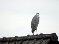 Reiher auf dem Dach  Pentax K01 & Sigma Mirror 8.0/600 - Freihand Aufnahme - : Dach, Erlenstraße, Reiher, Vogel