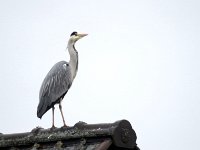 Reiher auf dem Dach  Pentax K01 & Sigma Mirror 8.0/600 - Freihand Aufnahme - : Dach, Erlenstraße, Reiher, Vogel