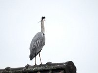 Reiher auf dem Dach  Pentax K01 & Sigma Mirror 8.0/600 - Freihand Aufnahme - : Dach, Erlenstraße, Reiher, Vogel