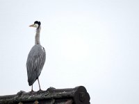 Reiher auf dem Dach  Pentax K01 & Sigma Mirror 8.0/600 - Freihand Aufnahme - : Dach, Erlenstraße, Reiher, Vogel