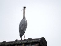 Reiher auf dem Dach  Pentax K01 & Sigma Mirror 8.0/600 - Freihand Aufnahme - : Dach, Erlenstraße, Reiher, Vogel