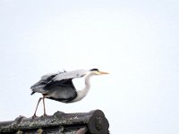 Reiher auf dem Dach - Abflug  Pentax K01 & Sigma Mirror 8.0/600 - Freihand Aufnahme - : Dach, Erlenstraße, Reiher, Vogel