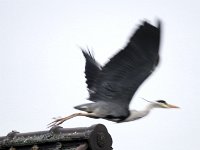 Reiher auf dem Dach - Abflug  Pentax K01 & Sigma Mirror 8.0/600 - Freihand Aufnahme - : Dach, Erlenstraße, Reiher, Vogel