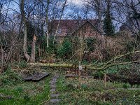 Die Stürme Ylena und Zeynep haben die Erle zerstört..  19.Februar 2022 : Baum, Erle, Sturm, Garten Erlenstraße
