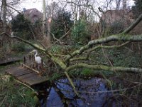 Die Baumkrone liegt im Gartenteich.  19.Februar 2022 : Baum, Erle, Sturm, Garten Erlenstraße