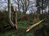 Es bleibt ein trauriger Anblick.  19.Februar 2022 : Baum, Erle, Sturm, Garten Erlenstraße