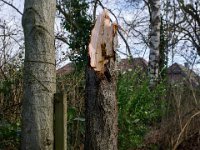 Bruchstelle  19.Februar 2022 : Baum, Erle, Sturm, Garten Erlenstraße