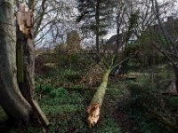 Nur noch eine halbe Erle.  19.Februar 2022 : Baum, Erle, Sturm, Garten Erlenstraße