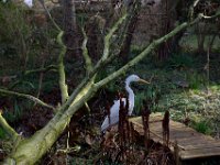 Der Reiher hatte Glück, er wurde knapp verfehlt.  19.Februar 2022 : Baum, Erle, Sturm, Garten Erlenstraße