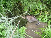 Sammy schaut in den Teich