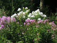IMGP0644