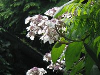 IMGP3772