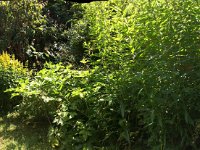 Garten Erlenstraße 27. Juni 2015 : Garten Erlenstraße
