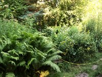 Garten Erlenstraße 19. Juli 2016