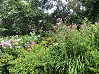 Garten Erlenstraße 31. Juli 2016 : Chinaschilf, Farn, Feige, Garten Erlenstraße, Goldfelberich, Phlox, Schwertlilien