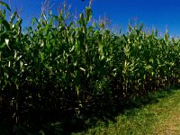 Zwischen Maisfeldern 31.August 2016 : Fahrrad, Landschaft, Mais, Maisfeld, Panorama, Weg