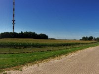 Sendemast hinterm Rheindeich 31.August 2016 : Deich, Felder, Landschaft, Maisfeld, Panorama, Rhein, Rheinwiesen, Sendemast, Weg