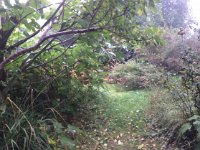 Herbst - Garten Erlenstraße 23.10.2016 : Garten Erlenstraße, Herbst