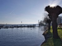 Kopfweiden am Ufer  Pentax K-1, SMC PENTAX-FA 1.8/31 AL Limited  - 01.12.2024 -