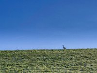 Oben auf dem Deich  Pentax K-1, SMC PENTAX-FA 1.9/43 Limited  - 03.03.2025 -