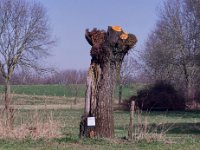 Hinweis an der Kopfweide  Pentax K-1, SMC PENTAX-FA 1.9/43 Limited  - 03.03.2025 -
