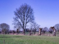 Geschnittene Weiden  Pentax K-1, SMC PENTAX-FA 1.9/43 Limited  - 03.03.2025 -