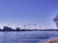 Wildgänse überm Rhein  Pentax K-1, SMC PENTAX-FA 1.9/43 Limited  - 03.03.2025 -