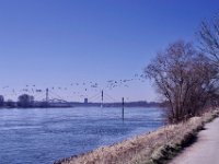 Rheinufer und Gänseflug  Pentax K-1, SMC PENTAX-FA 1.9/43 Limited  - 03.03.2025 -