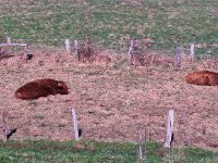 Die Highlander schlafen  Pentax K-1, SMC PENTAX-FA 1.9/43 Limited  - 03.03.2025 -