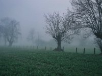 Weideland im Nebel  Pentax K-1, HD PENTAX - D FA* 1.4/50 SDM AW  - 06.03.2024 -