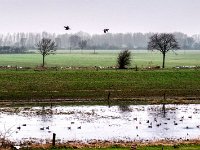 Flusslauf mit Wildgänsen  Pentax K-1, HD PENTAX - D FA* 1.4/50 SDM AW  - 06.03.2024 -