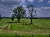 Toter Baum